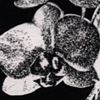 Orchid